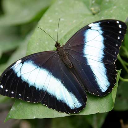 Magic of Life Butterfly House